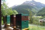 Bee hives and Riffler
