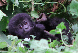 Bukima mountain gorilla visit